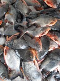 I know the fish is long eaten or thrown away by now, but since the question is still open i'll post. Frozen Fish Exporter On Twitter Offer Frozen Red Pomfret Farm In Vietnam Size 300 500 500 1000 Very Good Quality Good Price Whatsapp 84968143550 Wechat Andrewbientay Fisheries Frozenfish Pomfret Redpomfret Aquaculture