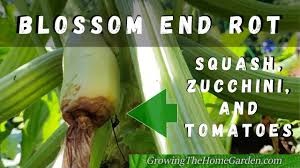 Calcium needs to go directly to the roots. Blossom End Rot On Squash Zucchini And Tomatoes In The Home Garden Youtube