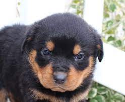 Puppies For Sale Near Me Find Your Puppy Vip Puppies Rottweiler Puppies Rottweiler Rottweiler Puppies For Sale