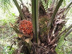 Piringan disekitar tanaman kelapa sawit harus dijaga dengan baik. Kelapa Sawit Wikipedia Bahasa Melayu Ensiklopedia Bebas