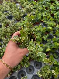 Image result for Ficus pygmaea