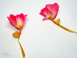 Both males and females return to the same breeding grounds year after year. Parts Of A Flower Worksheet