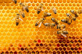 Download The Plight Of The Honey Bee In Northern Italy Wanted In Milan