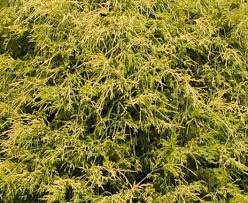 Gardenality.com · gardenality genius · zone 8a · 10° to 15° f · comment about problems dwarf gold mop cypress does not like wet feet so be careful to not over water it. Gold Mop Cypress Best Prices Buyevergreenshrubs Com