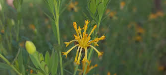 Image result for Vernonia longipedunculata