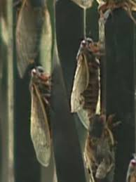 Check spelling or type a new query. About A Billion Cicadas To Surface Next Month In Southwest Ohio Wkrc