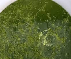 Green fungus in shrimp tank. Ways To Prevent Algae Growth In Water Tanks Rain Harvest
