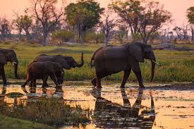 We did not find results for: Botswana Urlaub Safari Rhino Africa