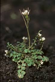 Image result for Cardamine