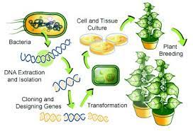 To help educate people about the many methods that are used to generate new traits in plants, biology fortified has created an infographic on six different crop modification techniques, with examples of crops generated with each method. Genetically Modified Crops Gm Crops Benefits Controversies Pmf Ias
