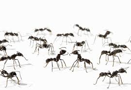 Vida de uma formiga em uma casa sem comodos. O Trabalho De Formiga De Uma Agencia De Relacoes Publicas Digital Trix