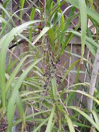Image result for Cordyline stricta