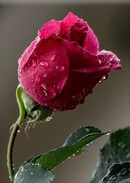 ป กพ นโดย Juanita ใน Roses Drops ดอกก หลาบสวยๆ ดอกไม ดอกก หลาบ