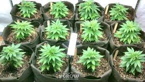 Cloning marijuana plants is the best way to guarantee female marijuana plants. Marijuana Cloning