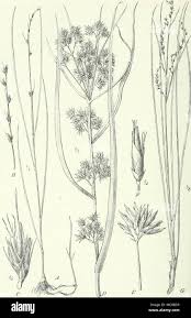 Image result for Scleria bulbifera