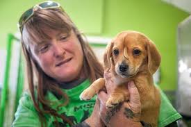 Adopt a pet from north shore animal league america today! How Narwhal The Unicorn Puppy May Have Grown A Tail On His Head The New York Times