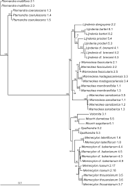Image result for Warneckea sansibarica