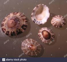 Pelta Banque D Image Et Photos Alamy
