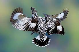 World S Best Wildlife Photos 15 Great Images Winners Of Wild 2020 Agora Competition Wildlife Photos Photo Birds In The Sky