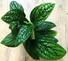 Monstera Karstenianum Monstera Peru