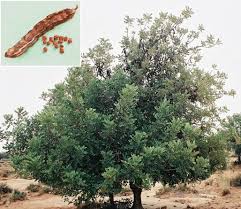 Carob tree — noun evergreen mediterranean tree with edible pods; Tree Fruits And Seeds Of Carob Ceratonia Siliqua L Photo Taken In Download Scientific Diagram