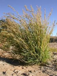 Image result for Cymbopogon pospischilii