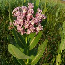 Image result for Asclepias schumanniana