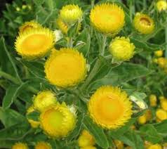 Image result for Helichrysum buchananii