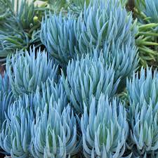Image result for Senecio greenwayi
