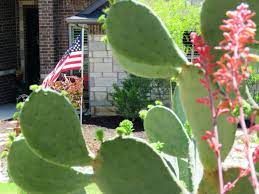 The exquisite cactus garden houses a large variety of cactus plants, which rare types like bell cactus, bulb cactus, peacock feather cactus and snake cactus among many. Death Of The American Lawn Green America