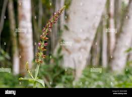 Image result for Ammannia aegyptiaca