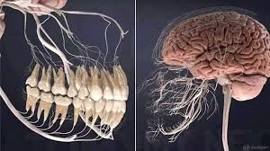 Jangkitan saluran kencing adalah jangkitan oleh mikroorganisma (kuman) pada bahagian tertentu saluran kencing samada pada ginjal, ureter, pundi kencing jangkitan pada saluran kencing bawah merupakan jangkitan yang kerap berlaku. Jalan Jalan Cari Makan Di Kedah Saraf Gigi Bersambung Dengan Otak Jika Dah Berlubang Cepat Cepatlah Tampal Jangan Biarkan Gusi Terkena Jangkitan Kuman Infection Bila Dibiarkan Boleh Effect Mata Dan Ada Kalanya