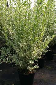 Weissgerandeter Ovalblattriger Liguster Argenteum Ligustrum Ovalifolium Argenteum Liguster Pflanzen Garten