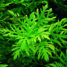 Image result for Hygrophila spiciformis