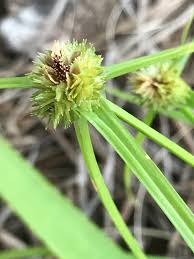 Image result for Kyllinga squamulata