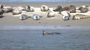 Conquer the spectacular wadden sea on a running relay adventure! Seehunde Im Wattenmeer Youtube