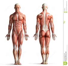 Learn more here you are seeing a 360° image instead. Body Anatomy Male Anatomy Drawing Diagram