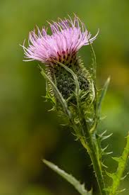 Image result for Cirsium