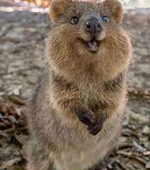 How Watching Cute Animals Can Reduce Your Stress Levels By Up To 50 Smiling Animals Quokka Quokka Animal