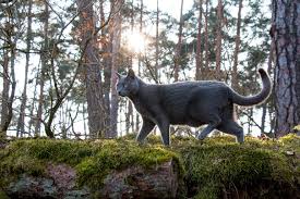 Blau, solid (schimmerndes grau, einfarbig). Russisch Blau Die Richtige Katze Fur Mich
