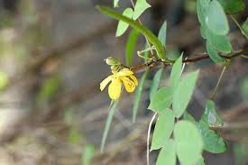 Image result for Senna occidentalis