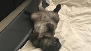 Our services are tailored to accommodate your cat's personality, quirks and needs. Pet Sitting And Dog Boarding I Love Cat Pet Sitting Dog Boardi