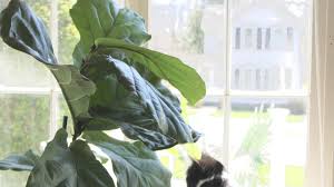 Faux fiddle leaf fig tree is pretty great!lindsayb614this tree is a great value! Plant Portrait Fiddle Leaf Fig Leaf And Paw