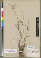 Image result for Cyperus denudatus