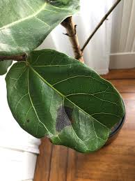 One way to determine if your plant has spider mites is if there's any hint of webbing on the leaves. How To Get Rid Of Spider Mites On Indoor Plants Plant Care Tips And More La Residence