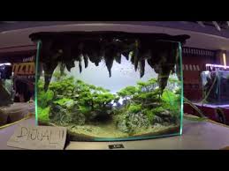 Hilangkan stress ada dengan memelihara ikan hias dengan baik. Aquascape Contest A Combat Tank 600 By Planarya Studio