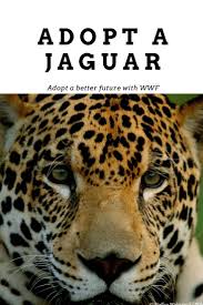 Aunque la cantidad de jaguares que pueden vivir en un área de bosque varía según los expertos, campbell afirma que para albergar por lo menos a 50 jaguares se necesitan unos 2,000 kilómetros. Adopt A Jaguar In 2020 Cute Animal Photos Animal Antics Cute Animals