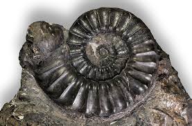 Image result for Pleioceras