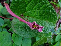 Image result for Aristolochiaceae