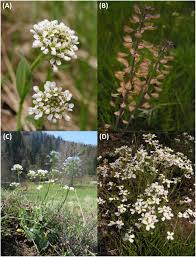 Image result for Haumaniastrum katangense